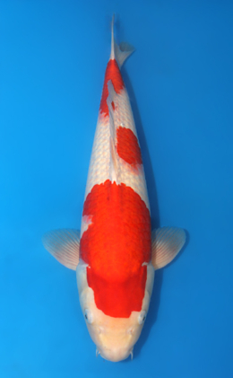 Kohaku - koi #x0407s009-re