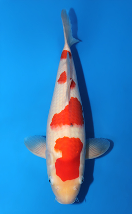 Kohaku - koi #x0407s010-re