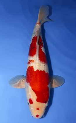 Showa - koi #x0408s004-re