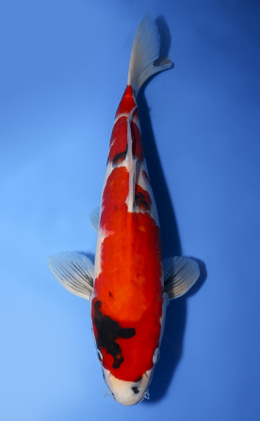 Showa - koi #x0408s005-re
