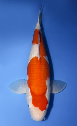 Kohaku - koi #x0408s007-re