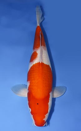 Kohaku - koi #x0408s008-re