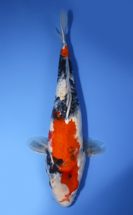 Showa - koi #x0408s011-re