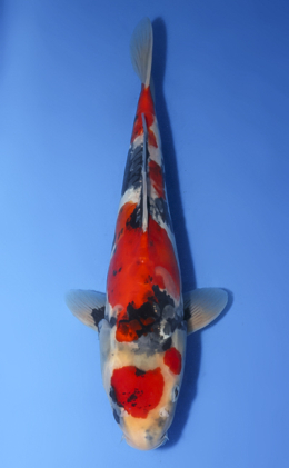 Showa - koi #x0408s013-re