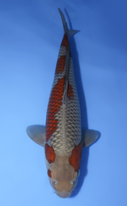 Ochibashigure - koi #x0408s015-re