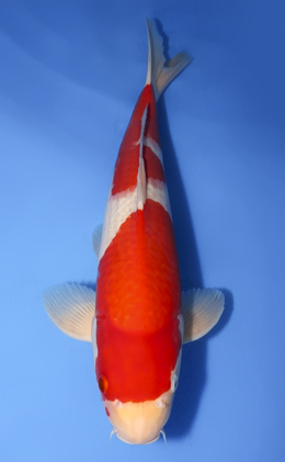 Kohaku - koi #x0408s016-re