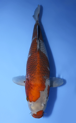 Ochibashigure - koi #x0408s017-re