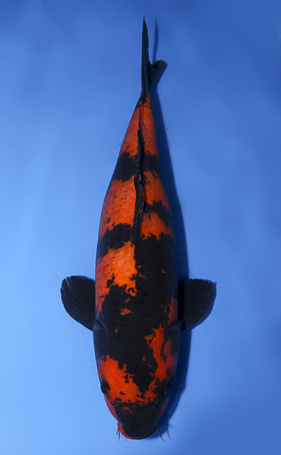 Hi Utsuri - koi #x0408s030-re