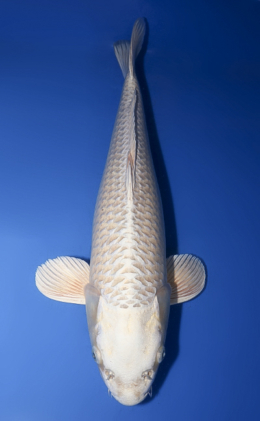 Platinum - koi #x0408s031-re