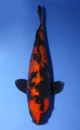 Hi Utsuri - koi #x0408s032-re