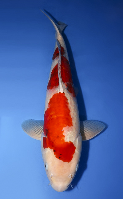 Taisho Sanke - koi #x0408s033-re