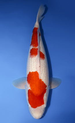 Kohaku - koi #x0408s034-re