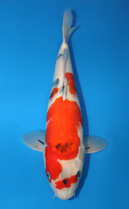 Showa - koi #x0409s001-re