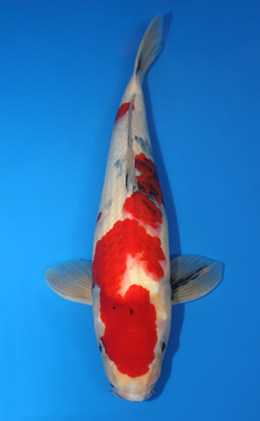 Showa - koi #x0409s002-re
