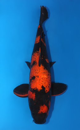 Hi Utsuri - koi #x0409s003-re