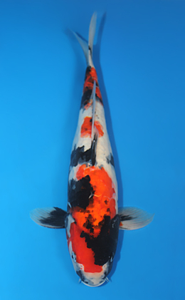 Showa - koi #x0409s004-re
