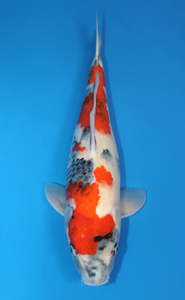 Showa - koi #x0409s007-re