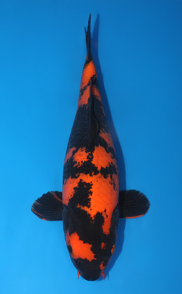 Hi Utsuri - koi #x0409s009-re