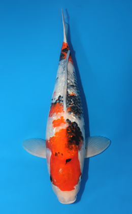 Ginrin Showa - koi #x0409s010-re