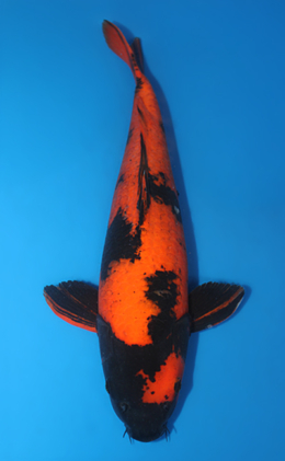 Hi Utsuri - koi #x0409s013-re