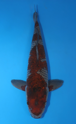 Ochibashigure - koi #x0409s014-re