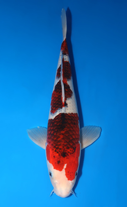 Aigoromo - koi #x0410s004-re
