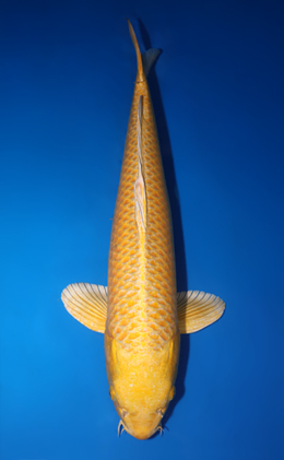 Ogon - koi #x0410s010-re