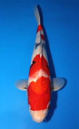 Showa - koi #x0410s013-re
