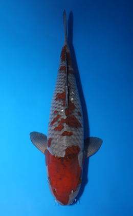Ochibashigure - koi #x0410s016-re