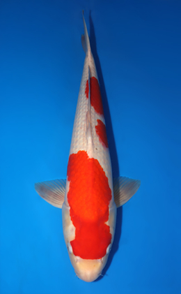 Kohaku - koi #x0410s018-re