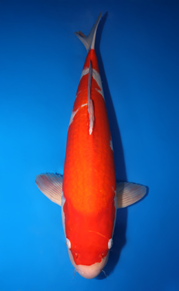 Kohaku - koi #x0410s019-re