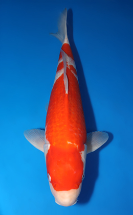 Kohaku - koi #x0410s021-re