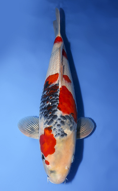 Showa - koi #x0411s009-re
