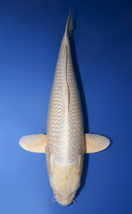 Platinum - koi #x0411s014-re
