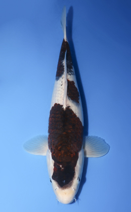 Budogoromo - koi #x0411s015-re