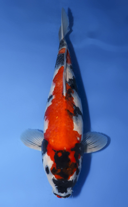 Showa - koi #x0411s016-re