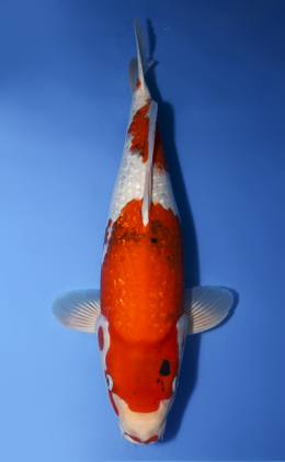 Ginrin Sanke - koi #x0411s017-re