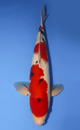 Taisho Sanke - koi #x0411s019-re