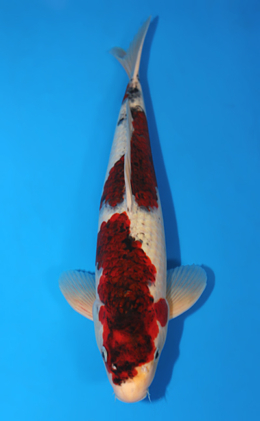 Aigoromo - koi #x0414s004-re