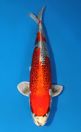 Kujyaku - koi #x0414s006-re