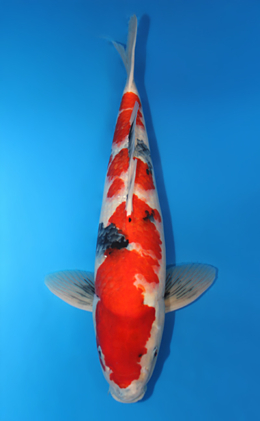 Showa - koi #x0414s009-re