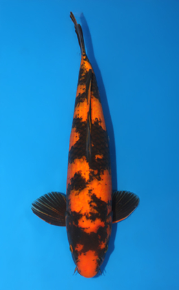 Hi Utsuri - koi #x0414s011-re