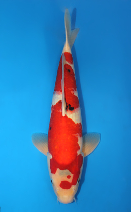 Taisho Sanke - koi #x0414s013-re