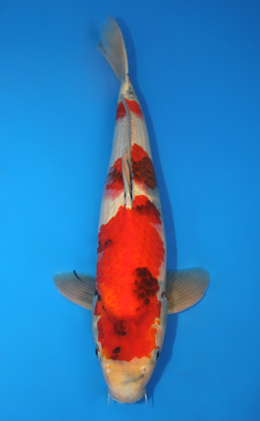 Showa - koi #x0414s014-re