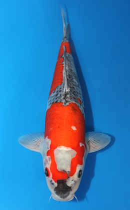 Goshiki - koi #x0416s001-re