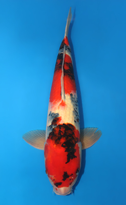 Showa - koi #x0416s003-re