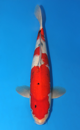 Taisho Sanke - koi #x0416s004-re