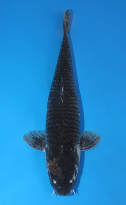 Kawari - koi #x0416s008-re