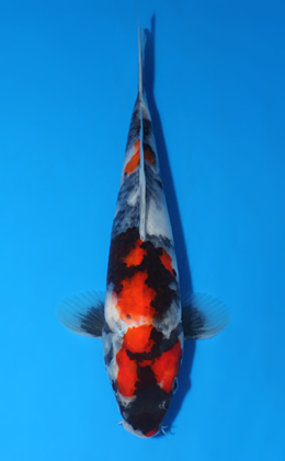 Showa - koi #x0417a001