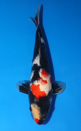 Showa - koi #x0417a002